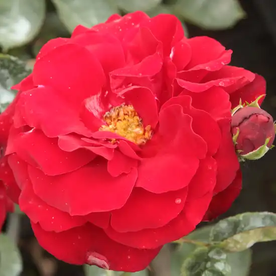 -23°C - Trandafiri - Lilli Marleen® - 